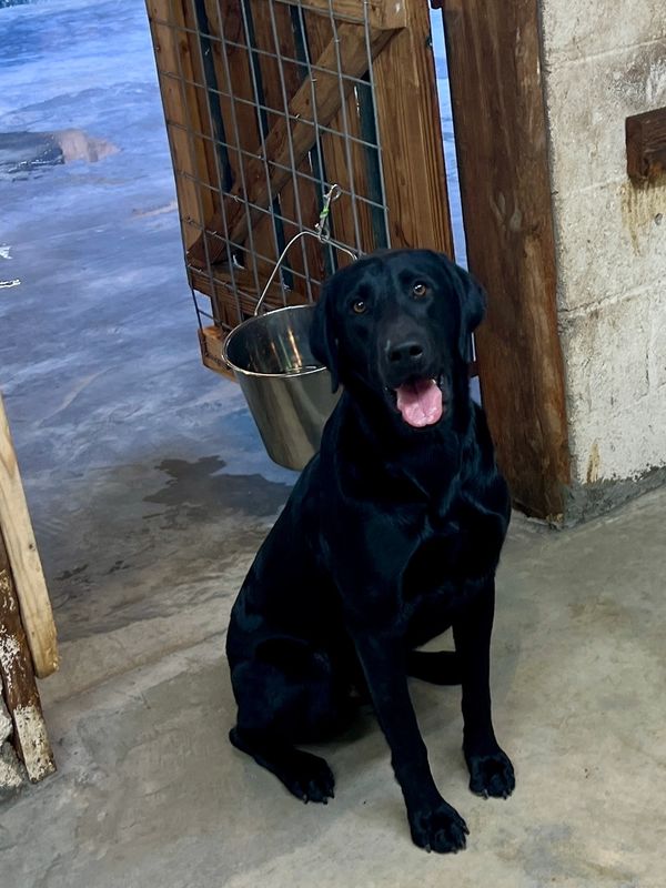 A black dog sitting on a concrete floor inside a rustic kennel.