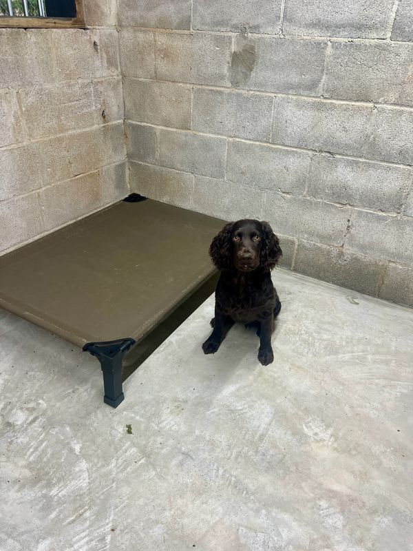 A black dog sits on a concrete floor next to a raised dog bed in a bare room.