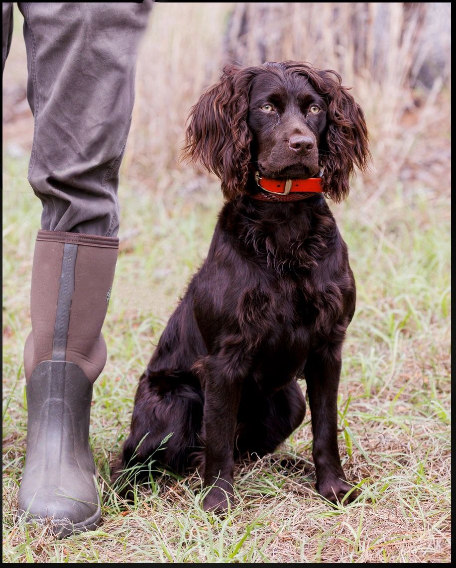 Retriever marking drills on technical water pond with decoys and gunfire