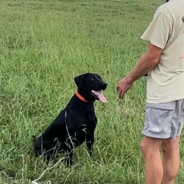 Retriever waterfowl training session in Alabama field setup