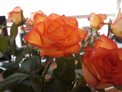 Close-up of vibrant orange roses with dark edges in a garden setting.