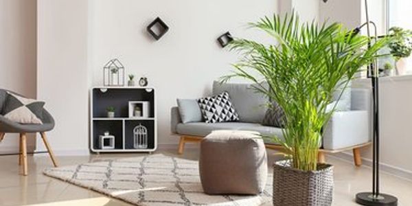 Who wouldn't enjoy a little bit of tropical greenery in their home?  Here are some tips on how you c