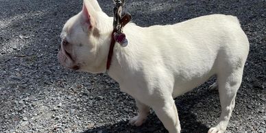 Platinum micro mini French bulldog male stud chocolate cream frenchie french bulldog akc registered