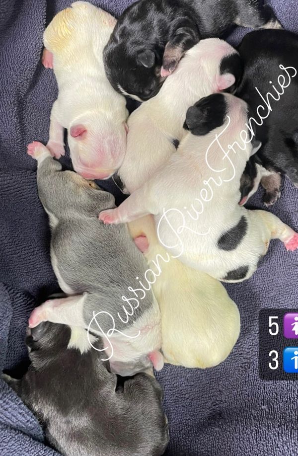 Platinum micro mini French bulldog puppies black and tan chocolate and tan cream frenchie new born