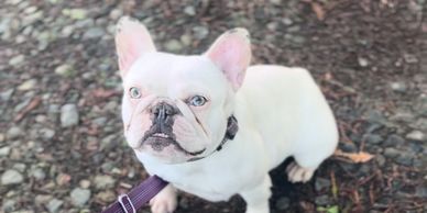 Chocolate and tan extreme pied french bulldog female micro mini akc registered micro mini frenchie