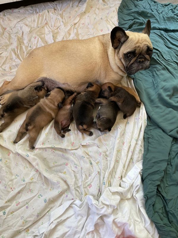 Fawn French bulldog puppies red fawn frenchies frenchie puppies french bulldog puppies fawn mask