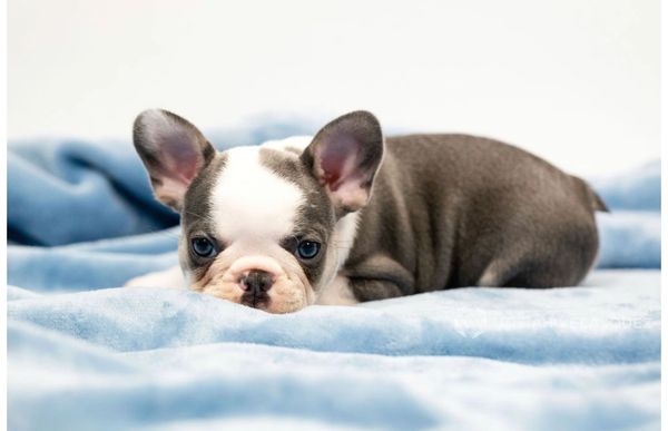 blue irish pied Male French Bulldog Puppy California blue frenchie puppy micro mini akc registered