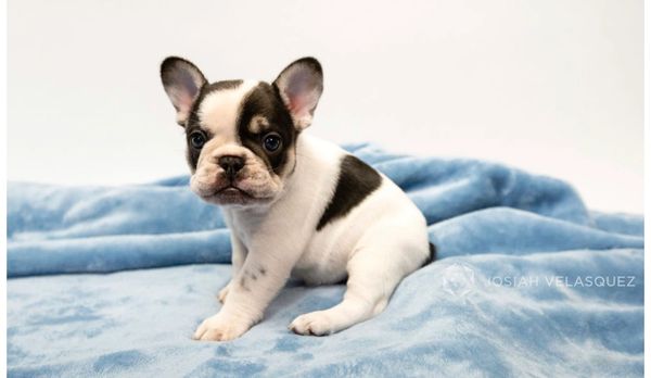 Chocolate pied Male French Bulldog Puppy California chocolate frenchie micro mini akc registered