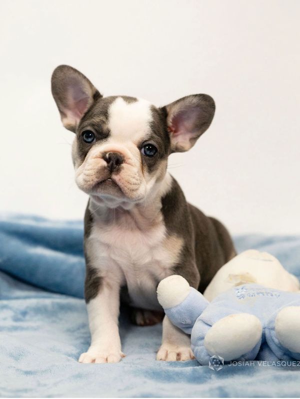 Blue irish pied female  French Bulldog Puppy California blue  frenchie micro mini akc registered