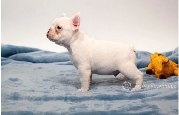 Blue Cream Male French Bulldog Puppy California micro mini akc registered frenchie puppies