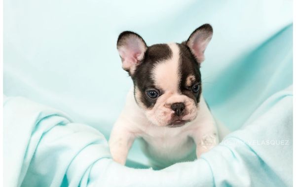 chocolate and tan pied male french bulldog puppy micro mini pied frenchie akc registered