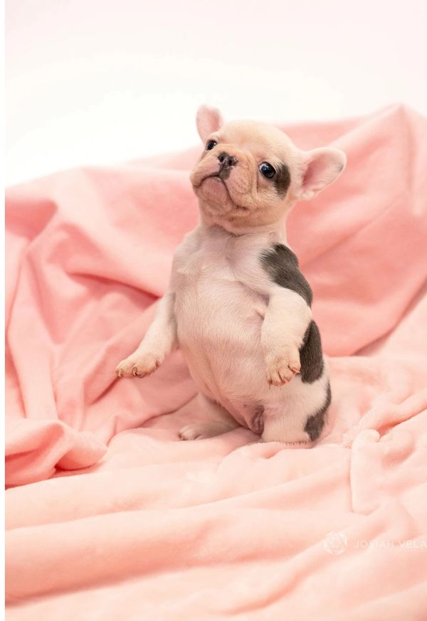 Lilac and tan blanket pied female pink micro mini french bulldog puppy california frenchie akc
