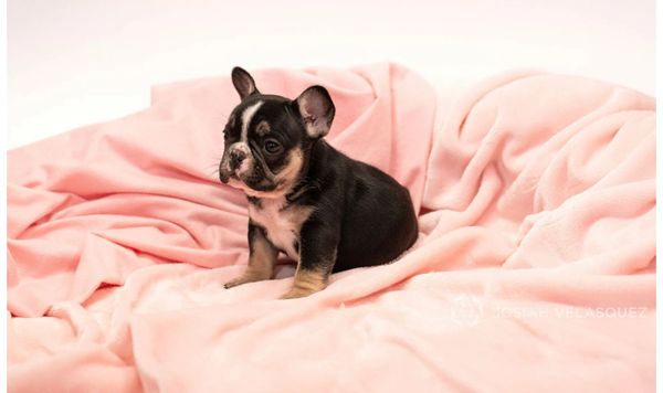 Black and Tan female french bulldog puppy california  micro mini black and white frenchie akc