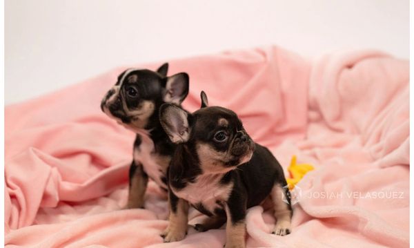 Tri black chocolate and tan french bulldog puppies female micro mini adorable akc registered cute