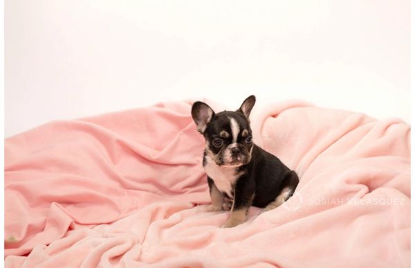 chocolate and tan tri female french bulldog puppy micro mini frenchie puppy akc registered