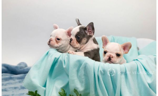 micro mini male french bulldog puppies california