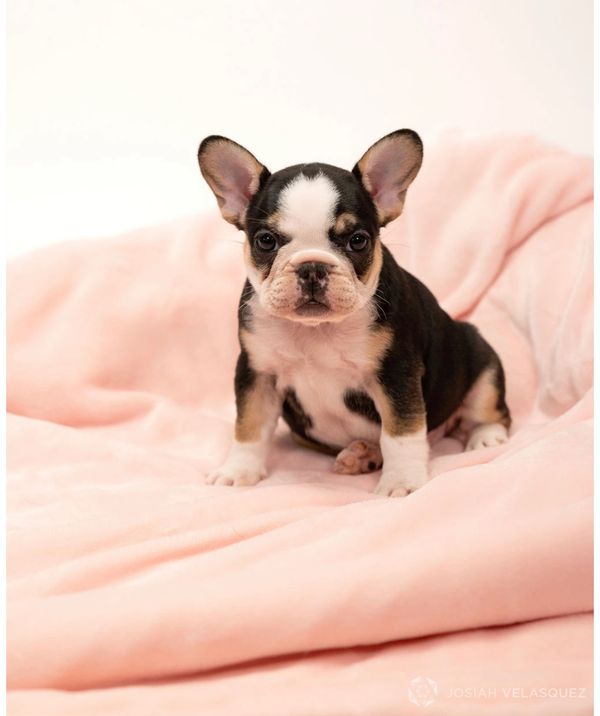 black and tan irish pied female french bulldog puppy california