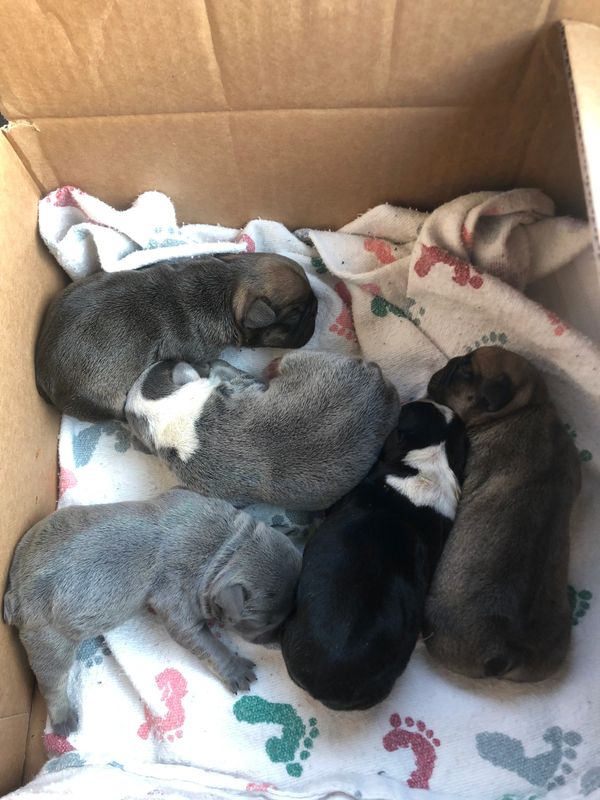 New born French bulldog puppies blue and tan frenchie blue frenchie puppy fawn french bulldog black