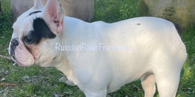 Black Tri tan white pied french bulldog micro mini female extreme pied black and white frenchie