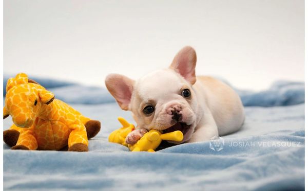 honey pied cream irish pied micro mini male french bulldog puppy california