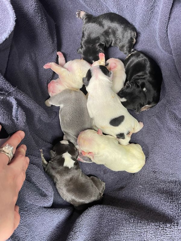 New born French bulldog puppies lilac irish pied chocolate and tan black frenchie pied frenchie