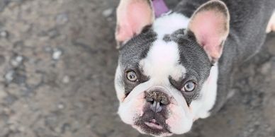 lilac and tan Irish pied french bulldog female micro mini frenchie black and white frenchie irish pi