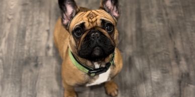 Red fawn black mask micro mini French bulldog puppy akc registered frenchie black white frenchie