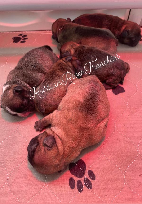 Fawn French bulldog puppies red fawn frenchies frenchie puppies fawn masked new born frenchies