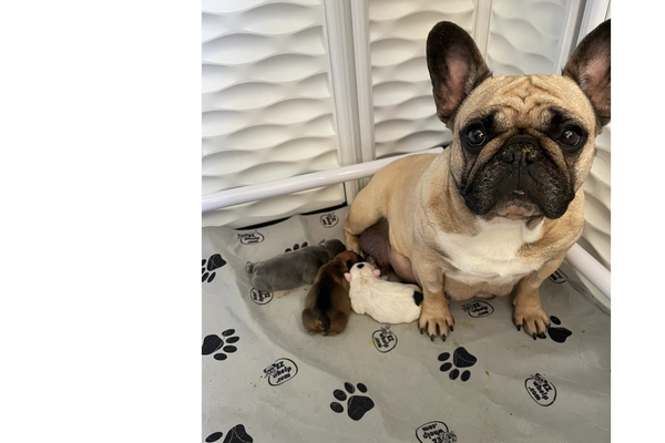 Fawn female French bulldog puppies puppy micro mini pied french bulldog blue french bulldog red fawn