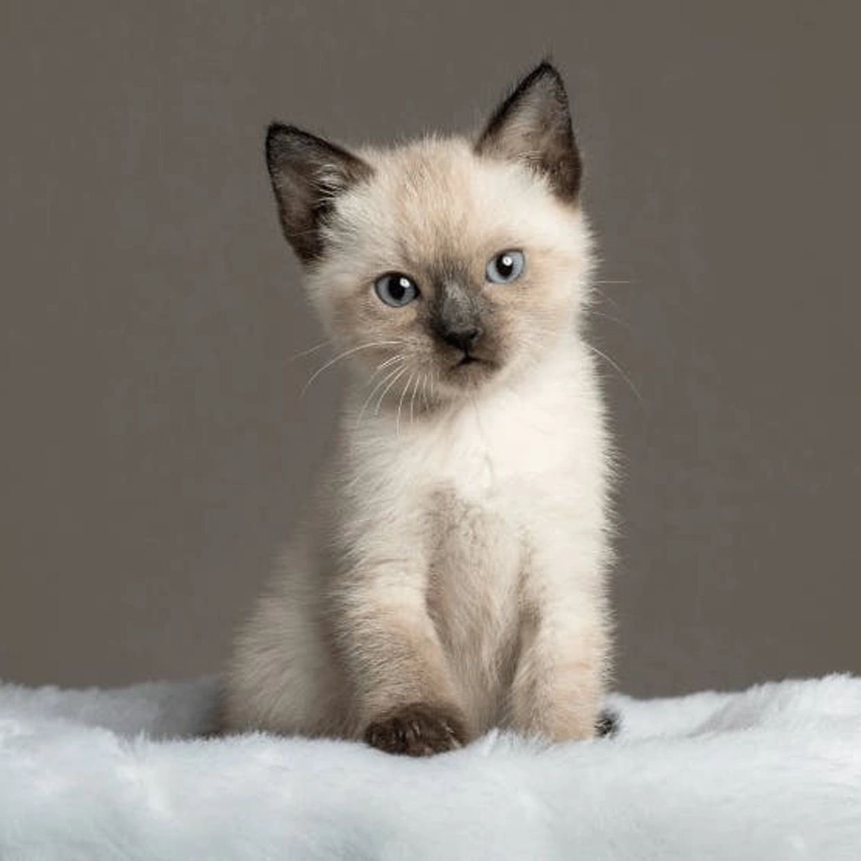 A Siamese kitten with blue eyes sitting on a soft white surface.