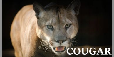 Cougar donne mature, esperte ed affascinanti ,data la loro esperienza in campo sessuale.