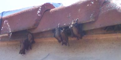 bats being removed from a residential home.