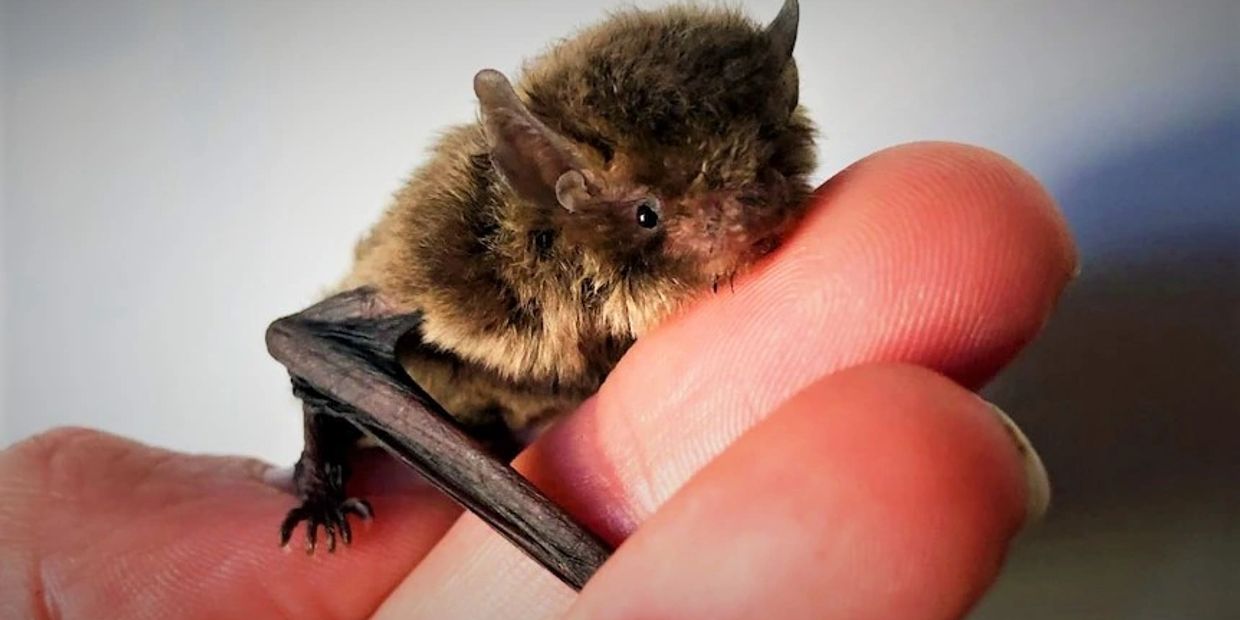 Tiny bat in hand.