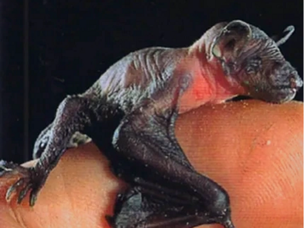 Mexican Free-tailed pup.
