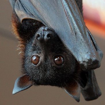 Flying Fox, image provided by American Bat Removal