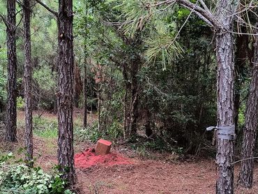 Mineral spot stump on NW Game Trails at the Wolf Creek Hunting Club in Arkansas