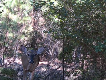 Deer approaching the NW Game Trails Cam and Mineral Spot on the Wolf Creek Hunting Club in Arkansas