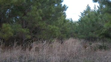 Deer visiting the Wolf Creek Hunting Club Pond Trail in Arkansas