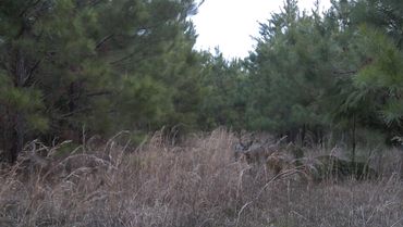 Group of deer traveling through the Wolf Creek Hunting Club Pond Trail in Arkansas