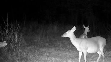 Two deer visiting the Arkansas Wolf Creek Hunting Club north Field at night