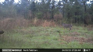 Deer at the Wolf Creek Hunting Club in Arkansas