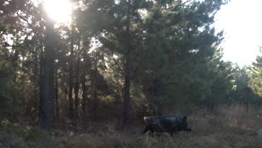 Large Wild Hog spotted on the Wolf Creek Hunting Club Pond Trail in Arkansas