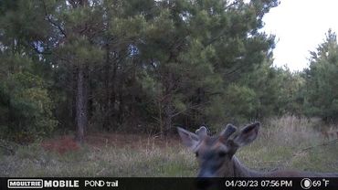 Some early growth and velvet from a buck at the Wolf Creek Hunting Club Pond Trail in Arkansas
