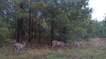 Group of deer moving through the Wolf Creek Hunting Club Pond Trail in Arkansas