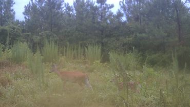 Mother and her fawn crossing the Wolf Creek Hunting Club North Field in Arkansas