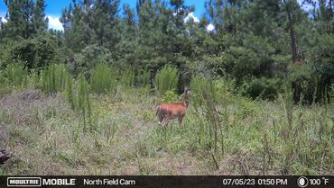 Deer at the Wolf Creek Hunting Club North Field in Arkansas