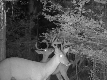 Bucks at the NW Game Trails Cam at Wolf Creek Hunting Club in Arkansas