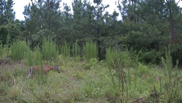 Deer crossing north hunting club property field in Arkansas
