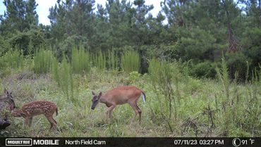 Fawn with two other deer grazing in a field at Wolf Creek Hunting Club in Arkansas