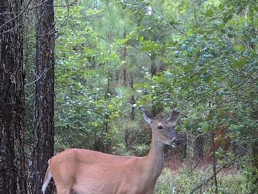 Deer at the Wolf Creek Hunting Club NW Game Trails Cam and Mineral Spot in Arkansas
